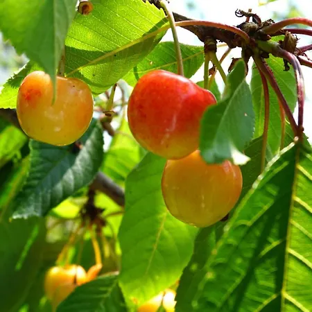 Feriehus 87 Am Silbersee *